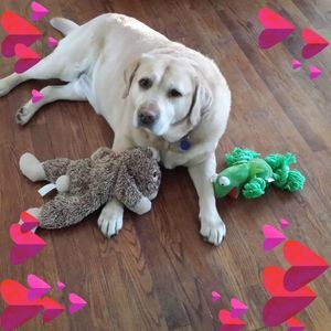 Meet your Posher, Lisa